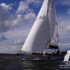 albatros